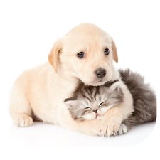 Tapis de souris recyclé Precise chiot et chaton
